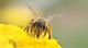 wild-bee-1340707_1920.jpeg